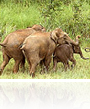 Kerala Wildlife Tour