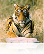 Rajasthan Wildlife Tour