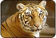 Tiger, Wildlife Tour